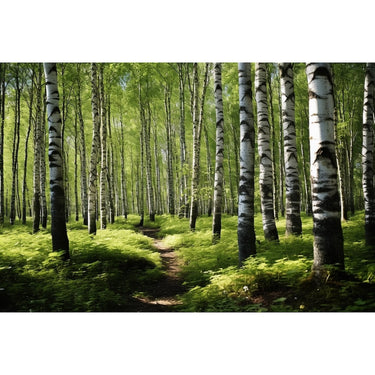 Forêt Bouleaux Tableau
